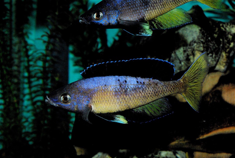 Cyprichromis sp. 'brilliant jumbo' (Speckleback Moba)